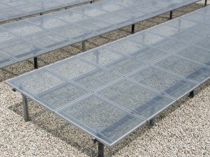 Elevated bifacial solar modules over pale gravel with the rear side visible